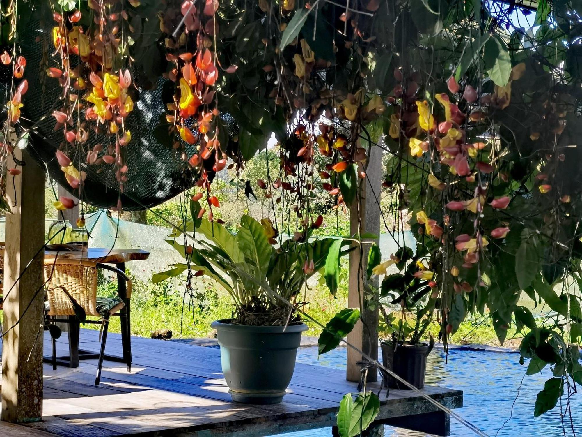 Greenhouse Loft Miravalles Aguas Claras  Esterno foto